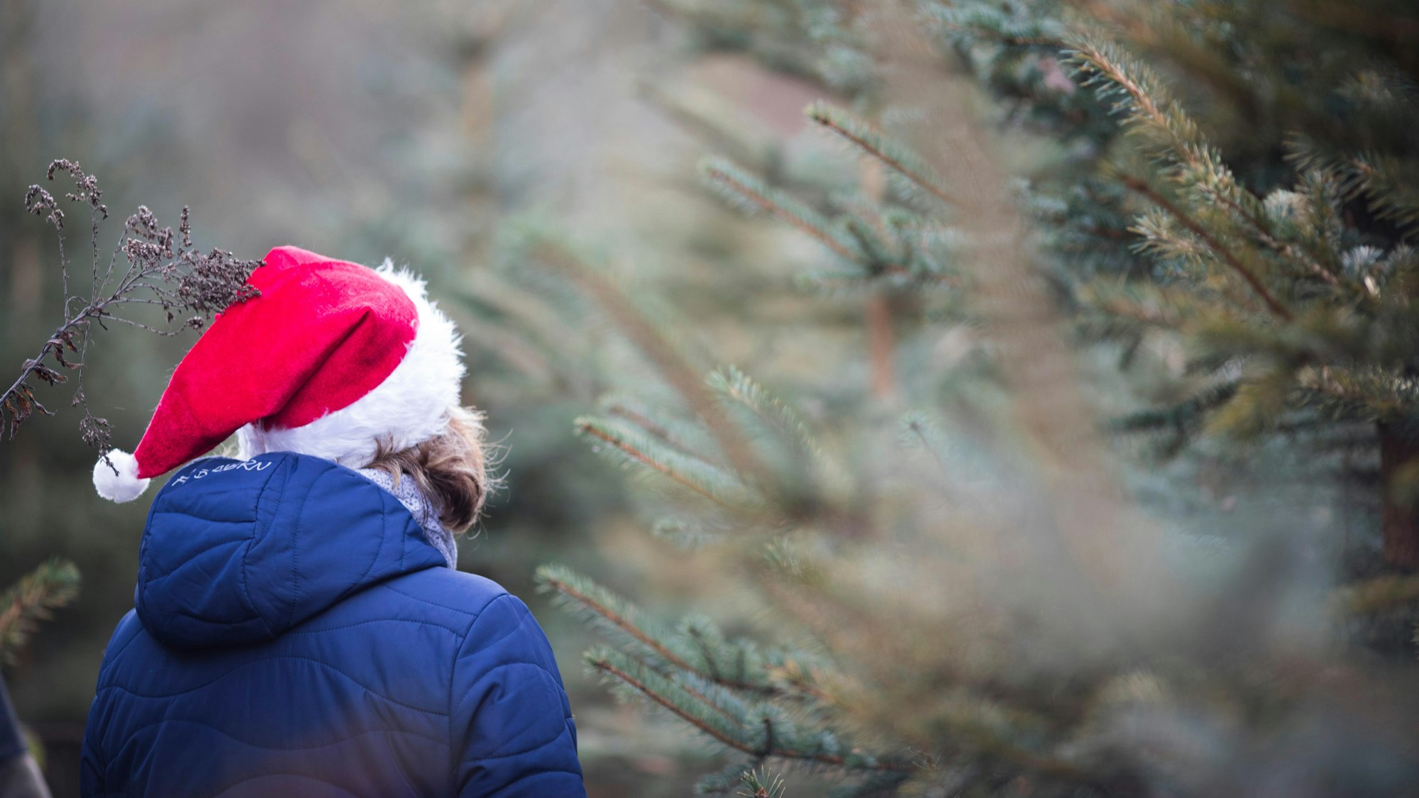 Eine Person inmitten von Tannenbäumen.