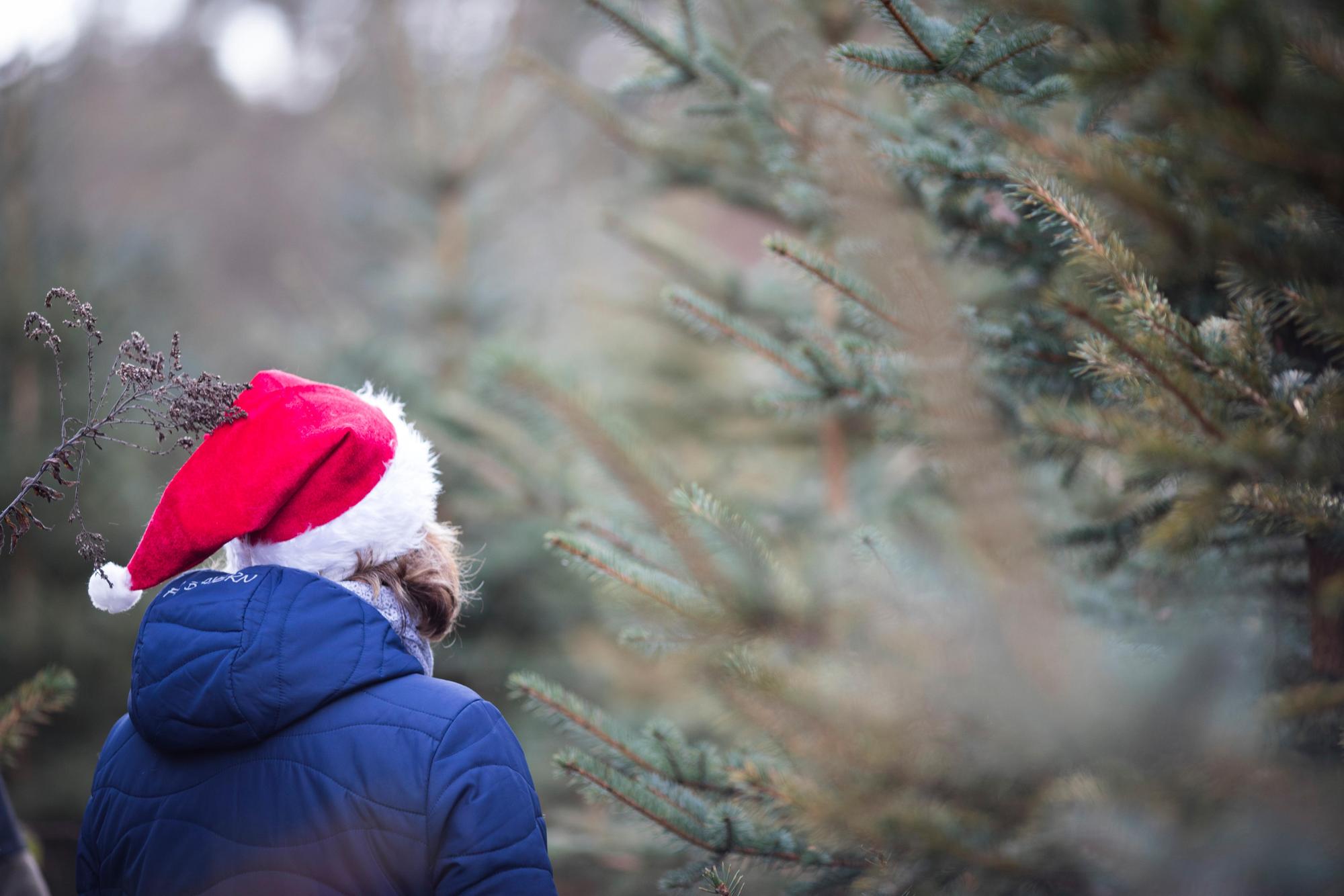 Tannenbaum schlagen