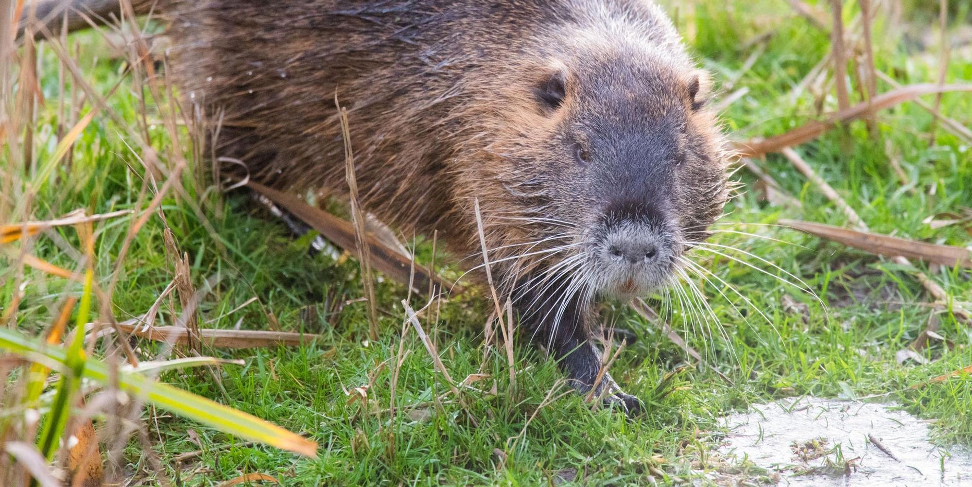 Nutria_Symbol