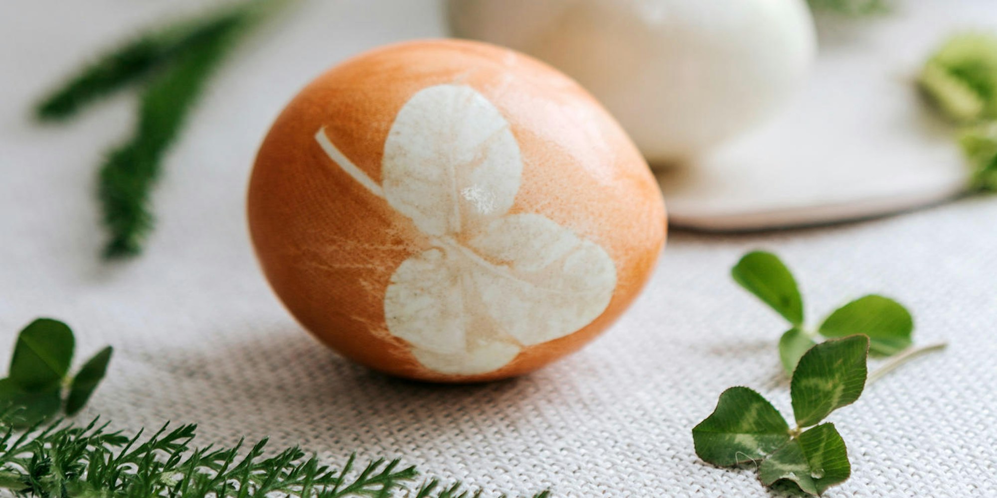 Mit_Kurkuma_und_Roib_64704735