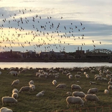 Poller Wiesen mit Schafen und Vögeln