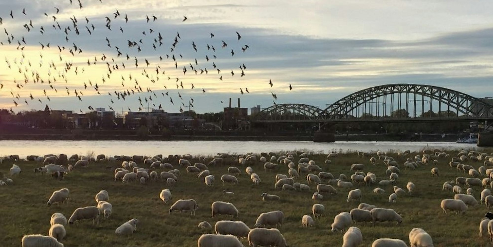 Poller Wiesen mit Schafen und Vögeln