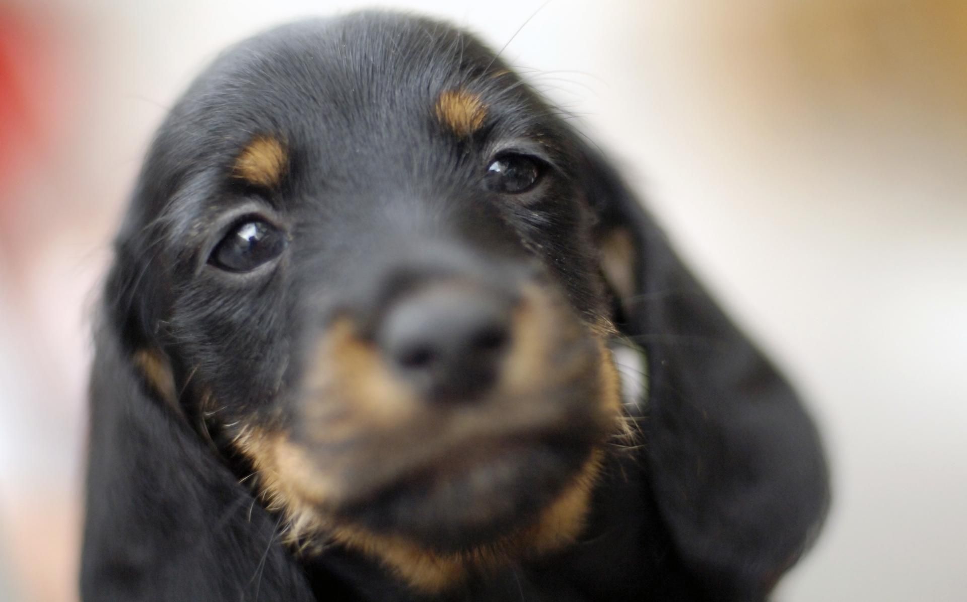 Welpen Symbol dpa 301019