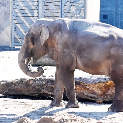 Bindu SCHWAIGER 180322