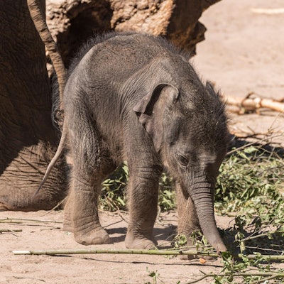 Elefantenbaby