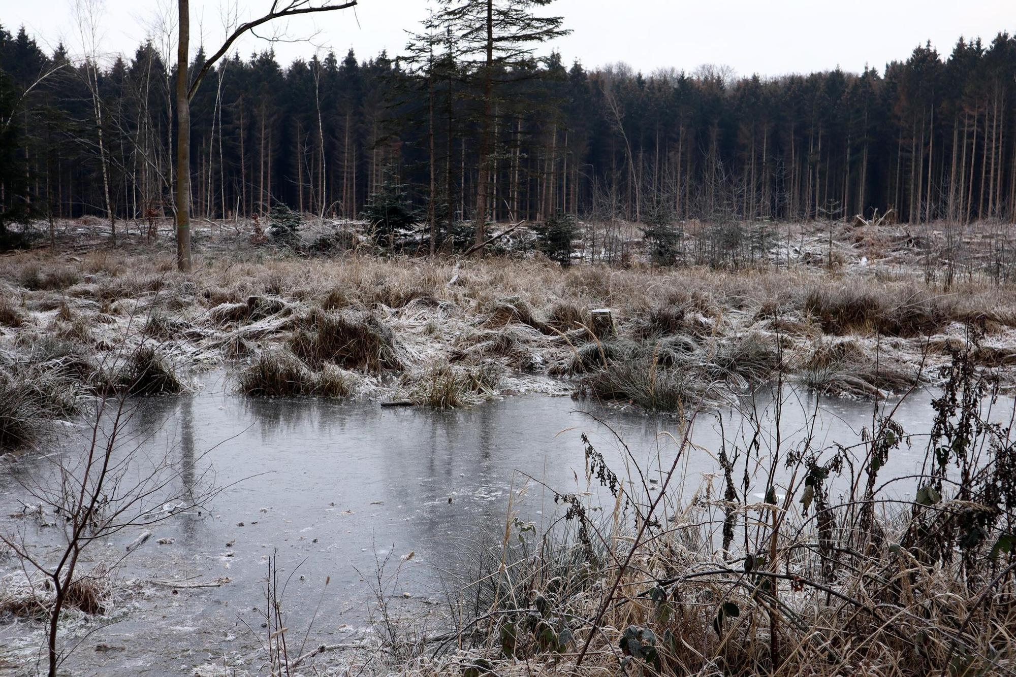 Wechselfeuchter Tümpel Keltenwanderweg Hedrich