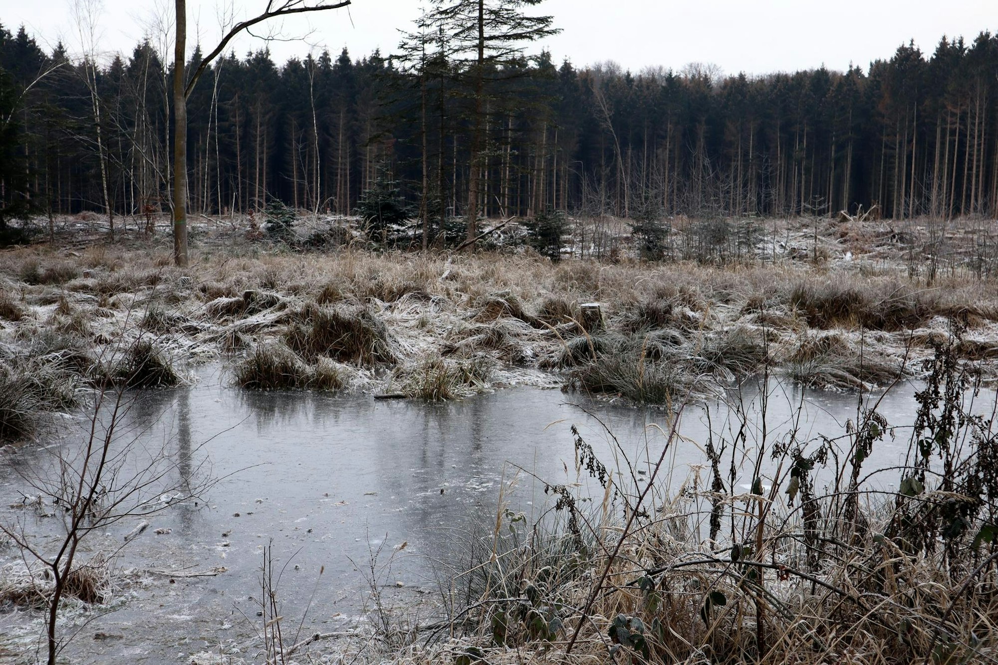 Wechselfeuchter Tümpel Keltenwanderweg Hedrich