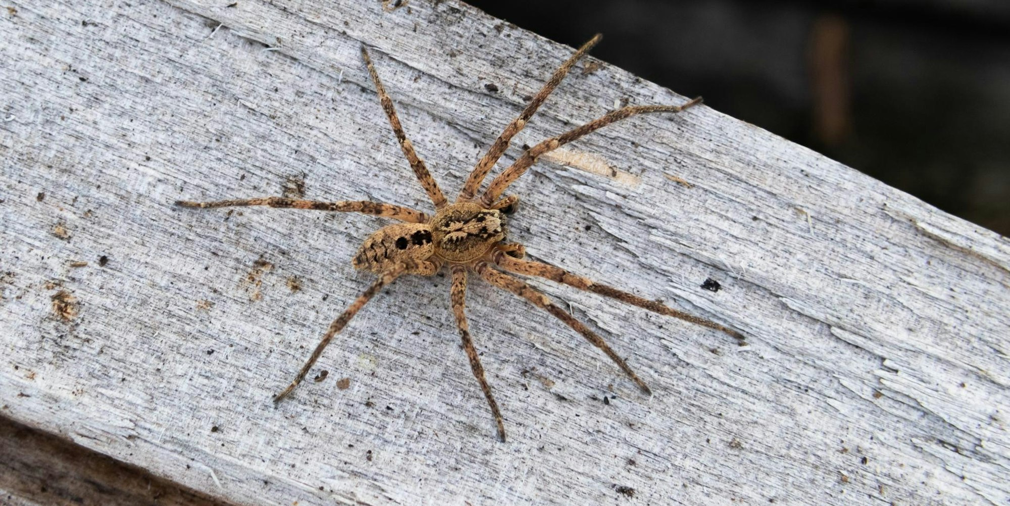 Nosferatu Spinne dpa 110922