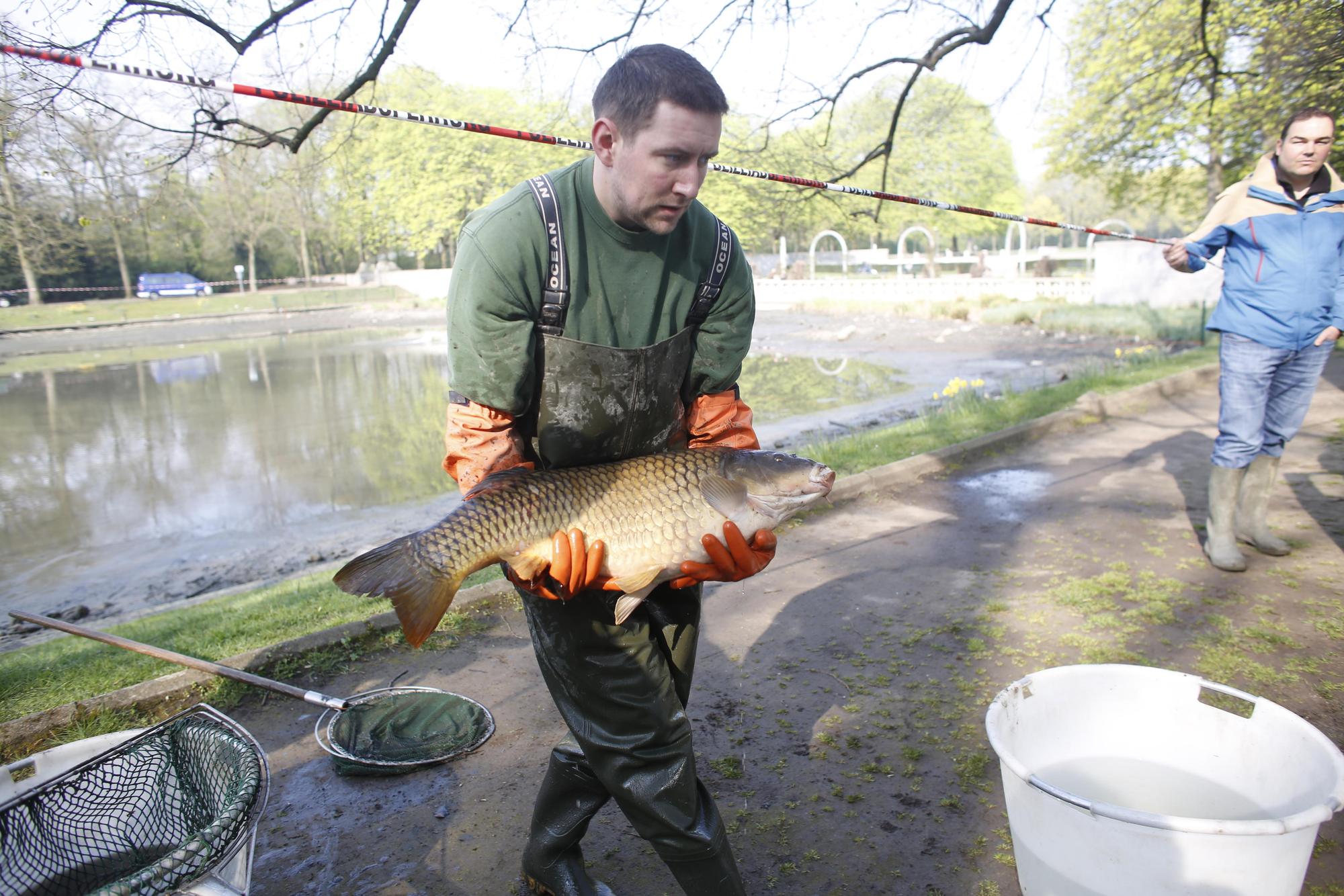 kra_parkFisch001
