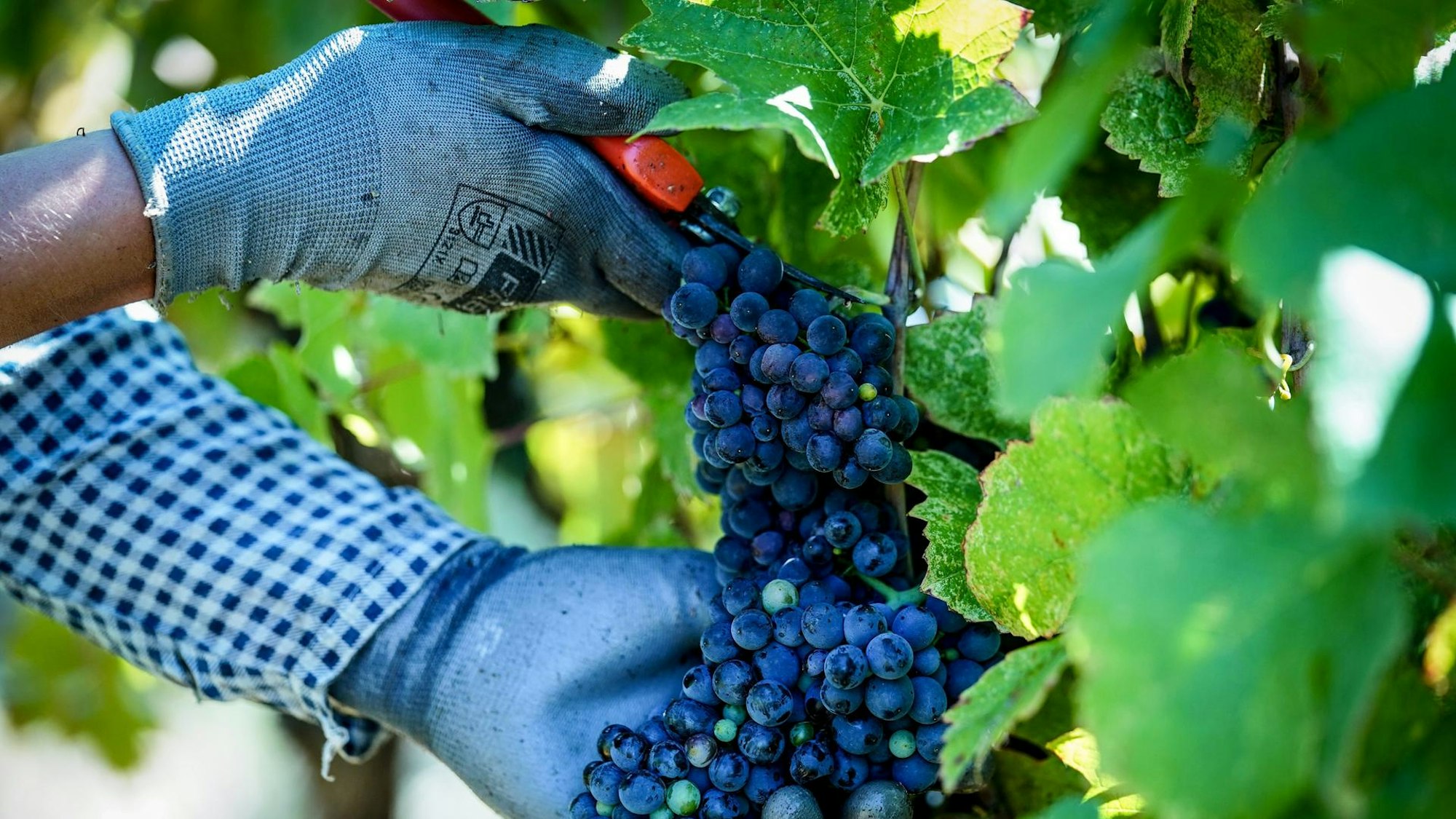 Anfang September beginnen die Winzer im Ahrtal mit der Weinlese.