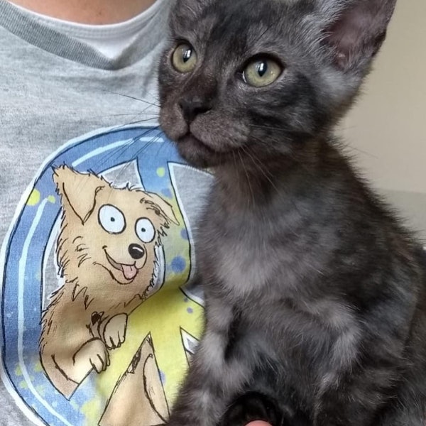 20220718-ber-katze-smokey-1