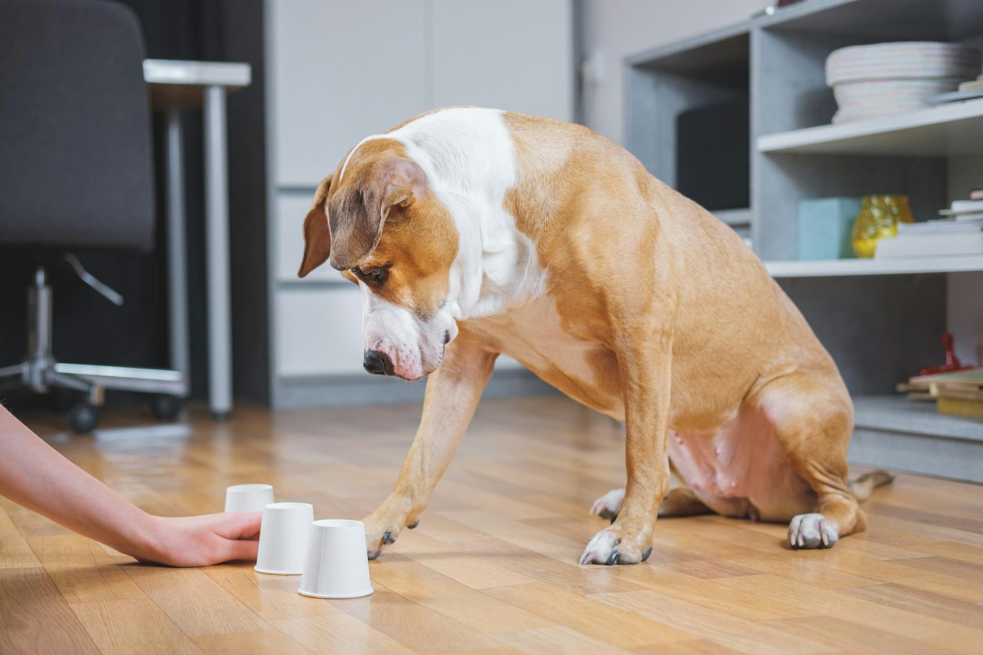 HundSpielGettyImages_Photoboyko-1199961559