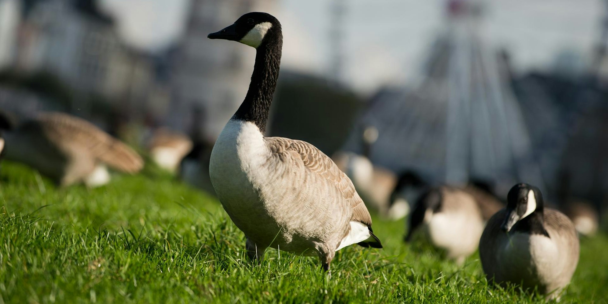 wildgänse in nrw problem