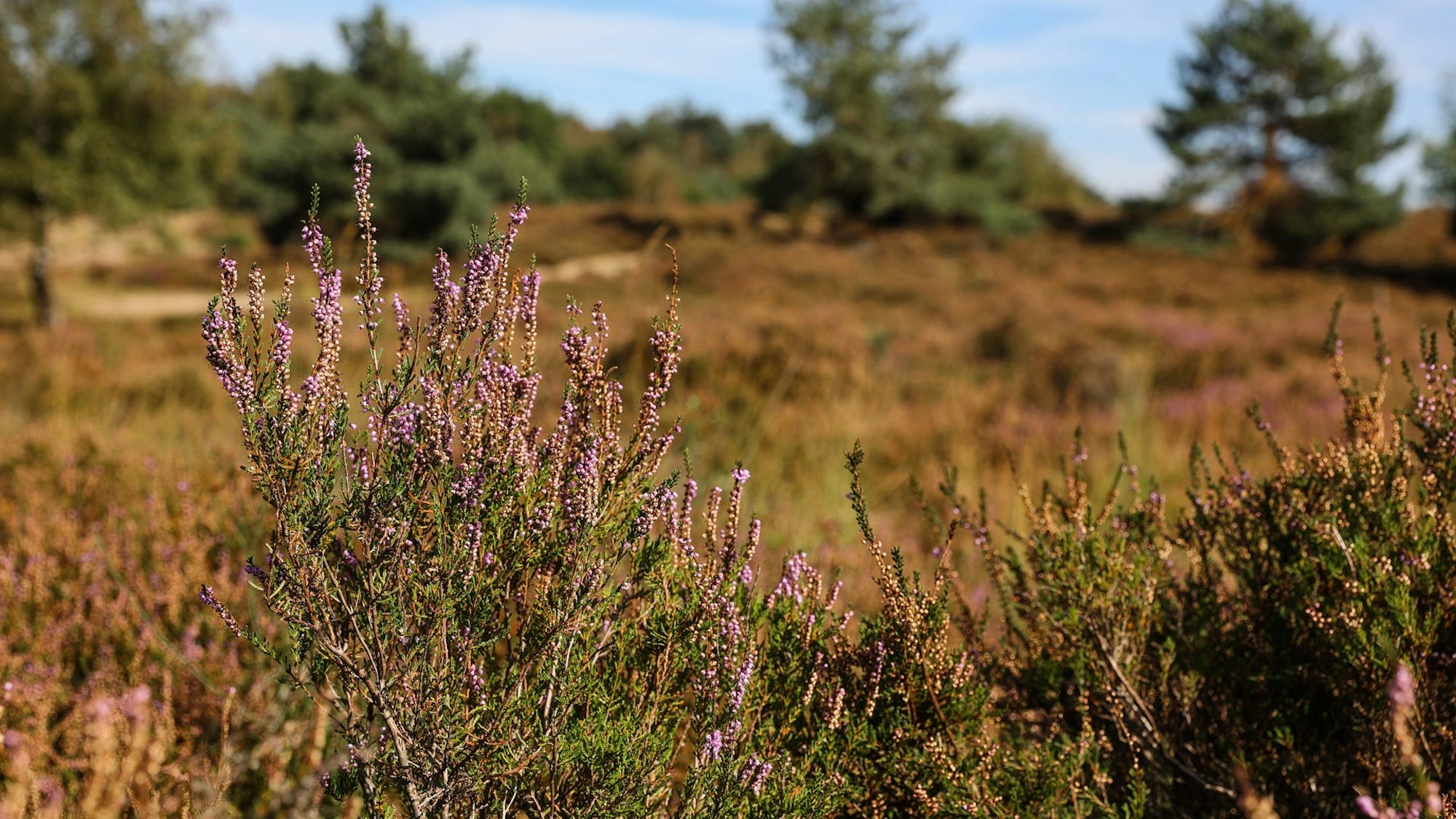Die Wahner Heide