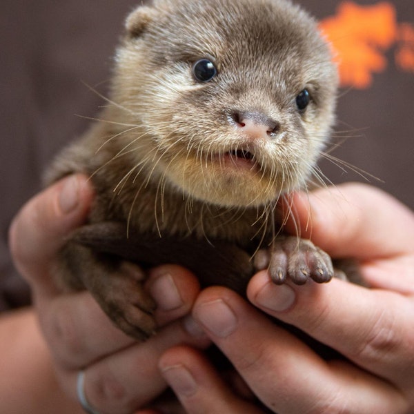 Kleve Otterbaby 1