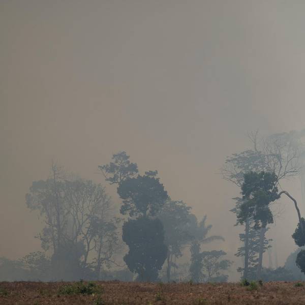 amazonas smok