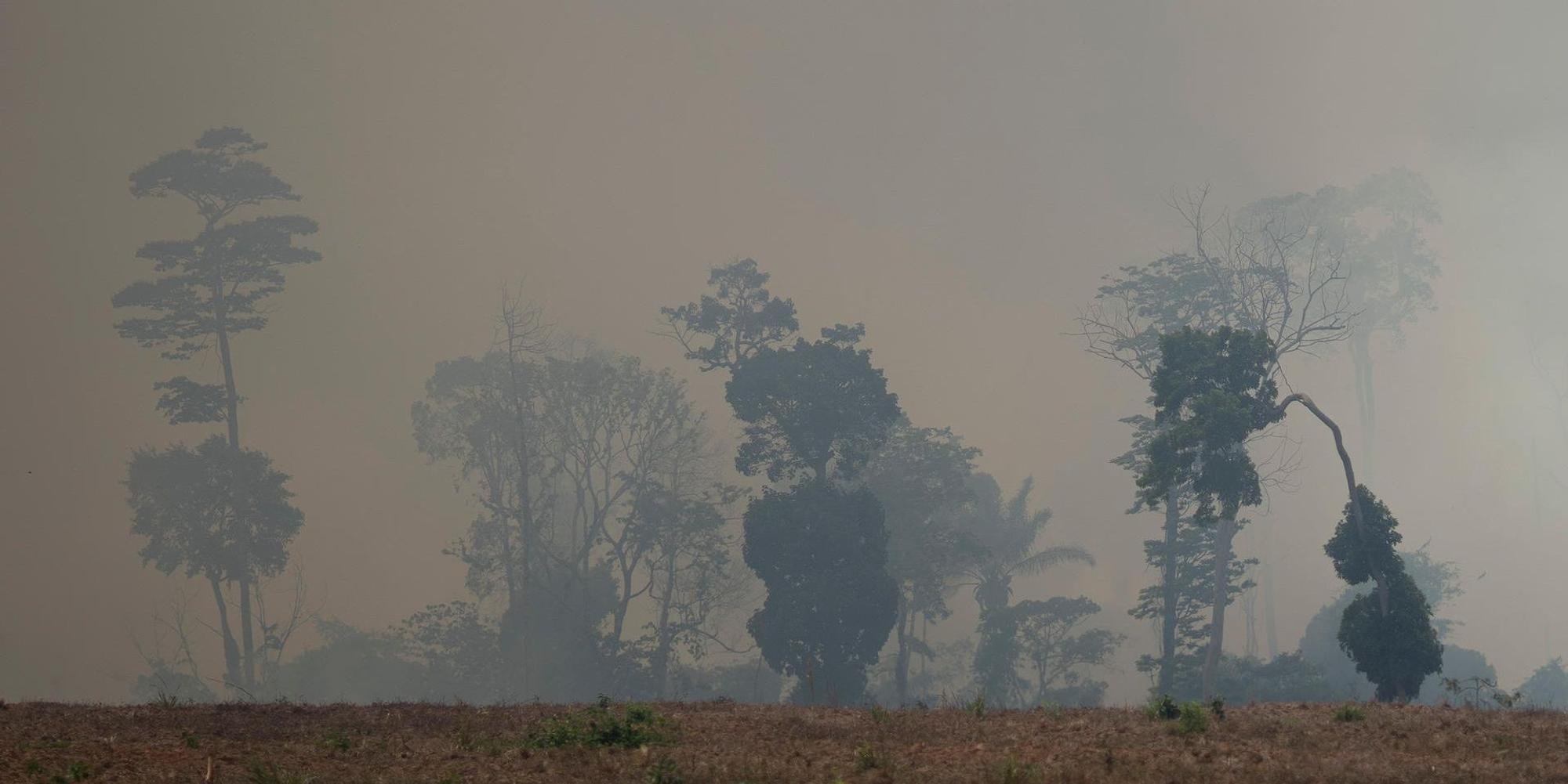 amazonas smok