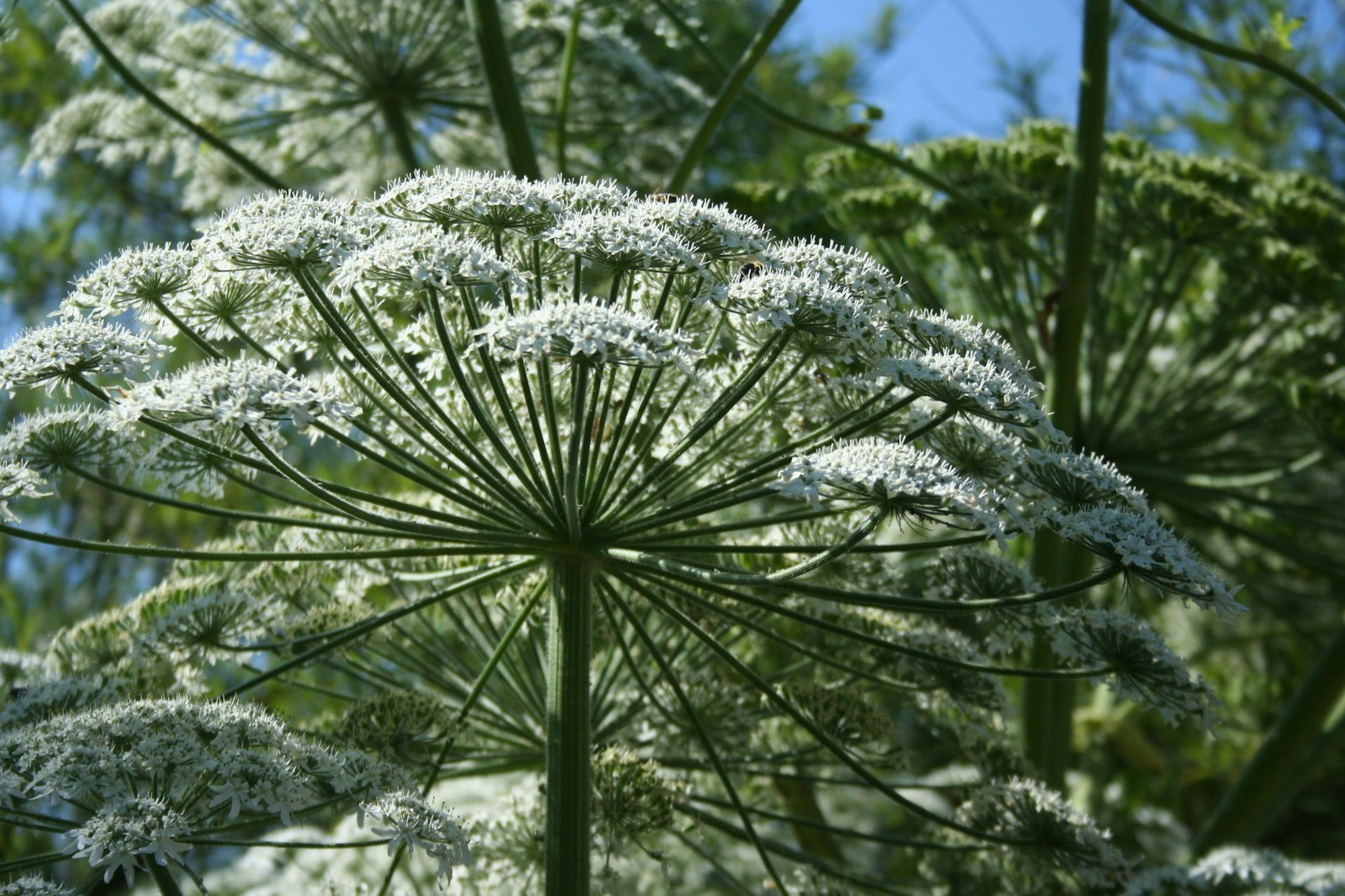 Herkulesstaude_2_2