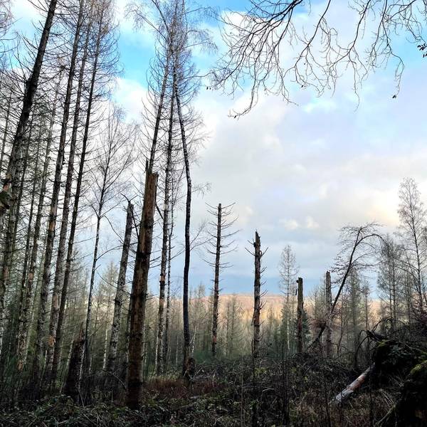 Toter_Wald