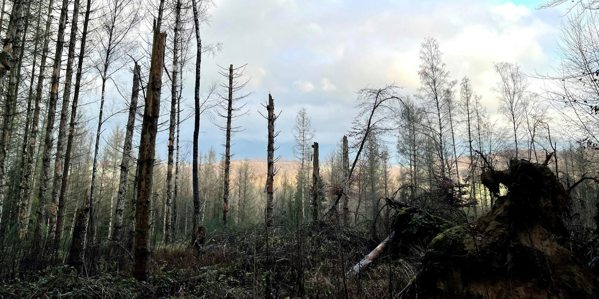 Toter_Wald
