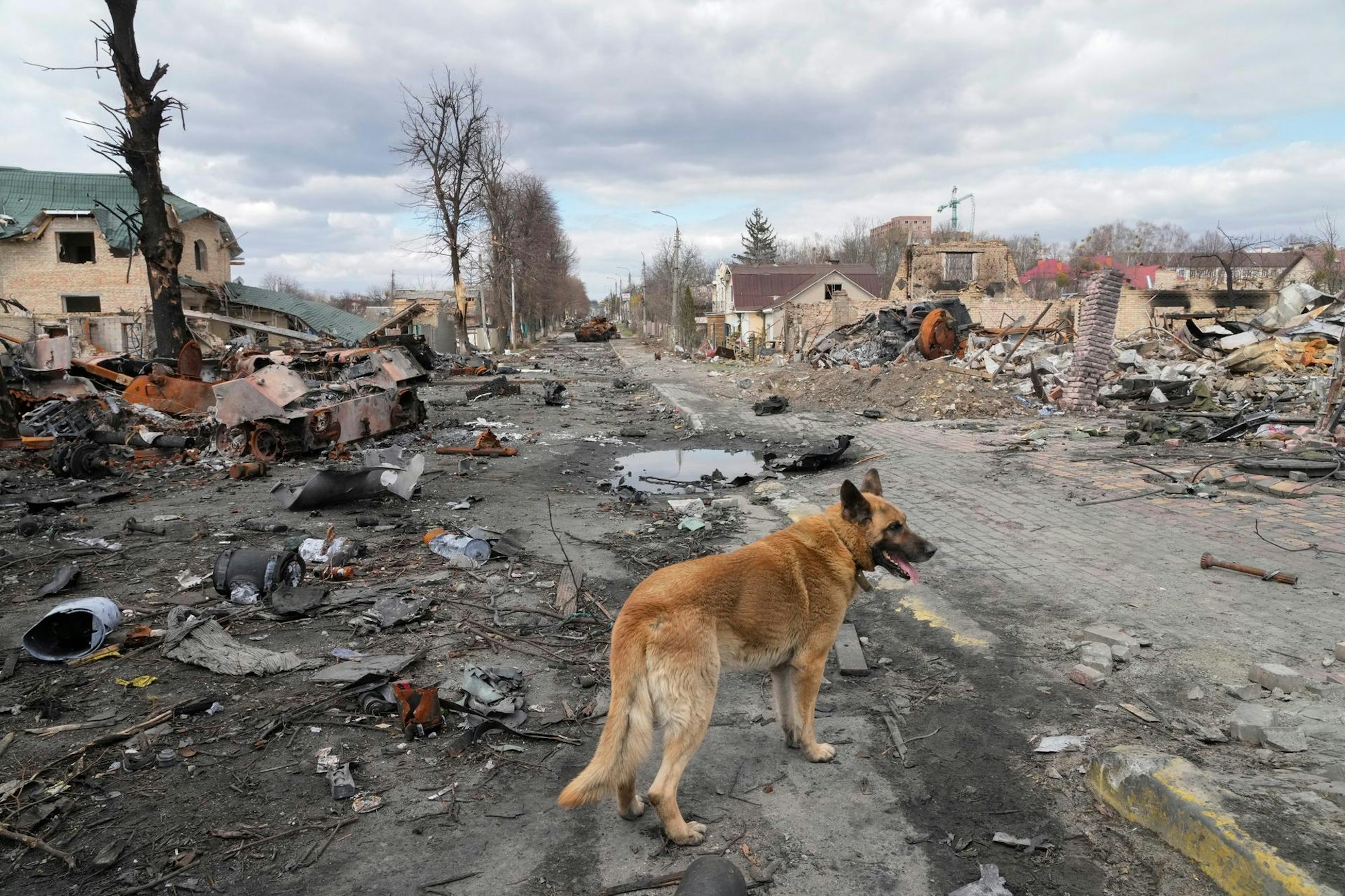 Butscha Hund 070422