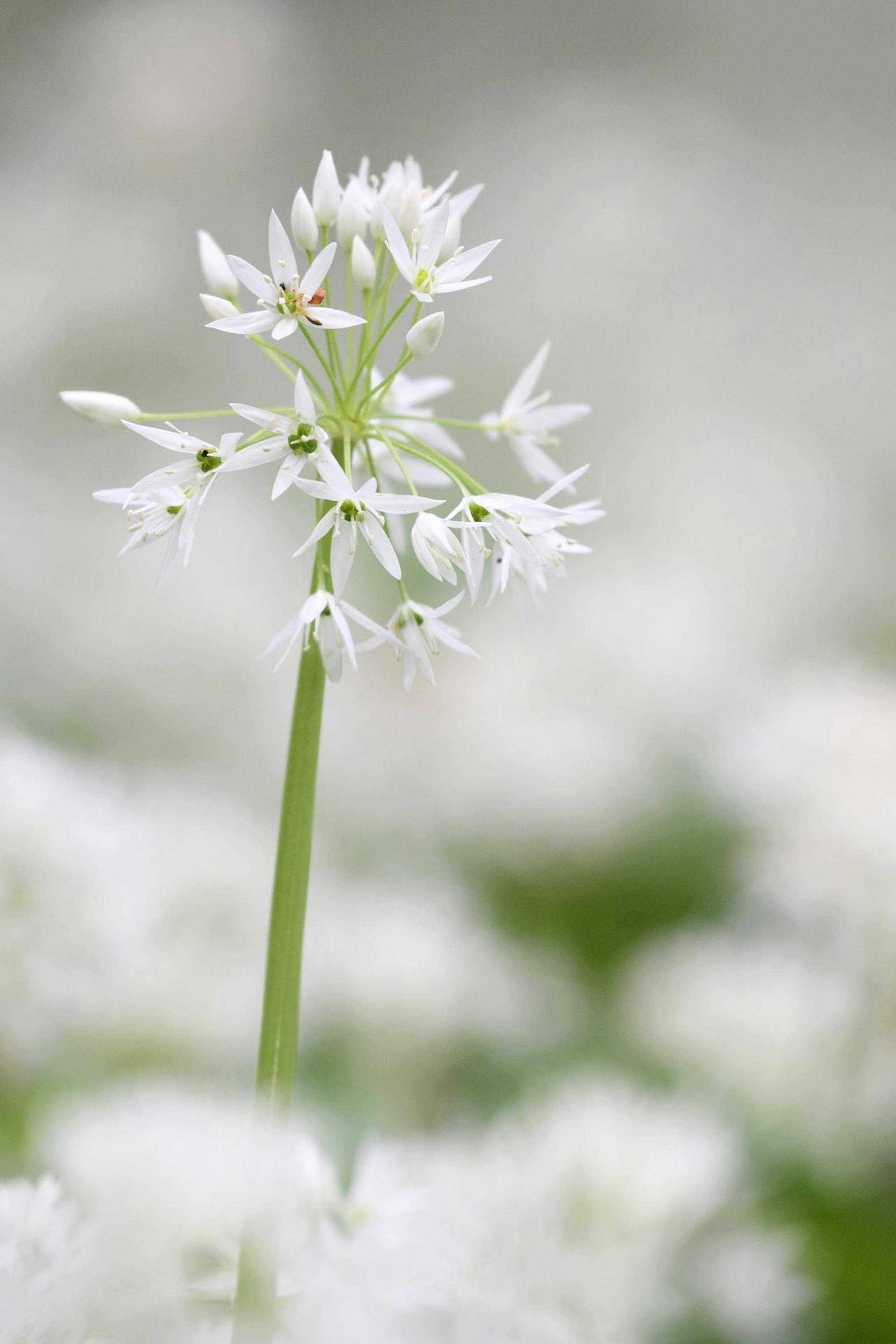 bärlauch blüte
