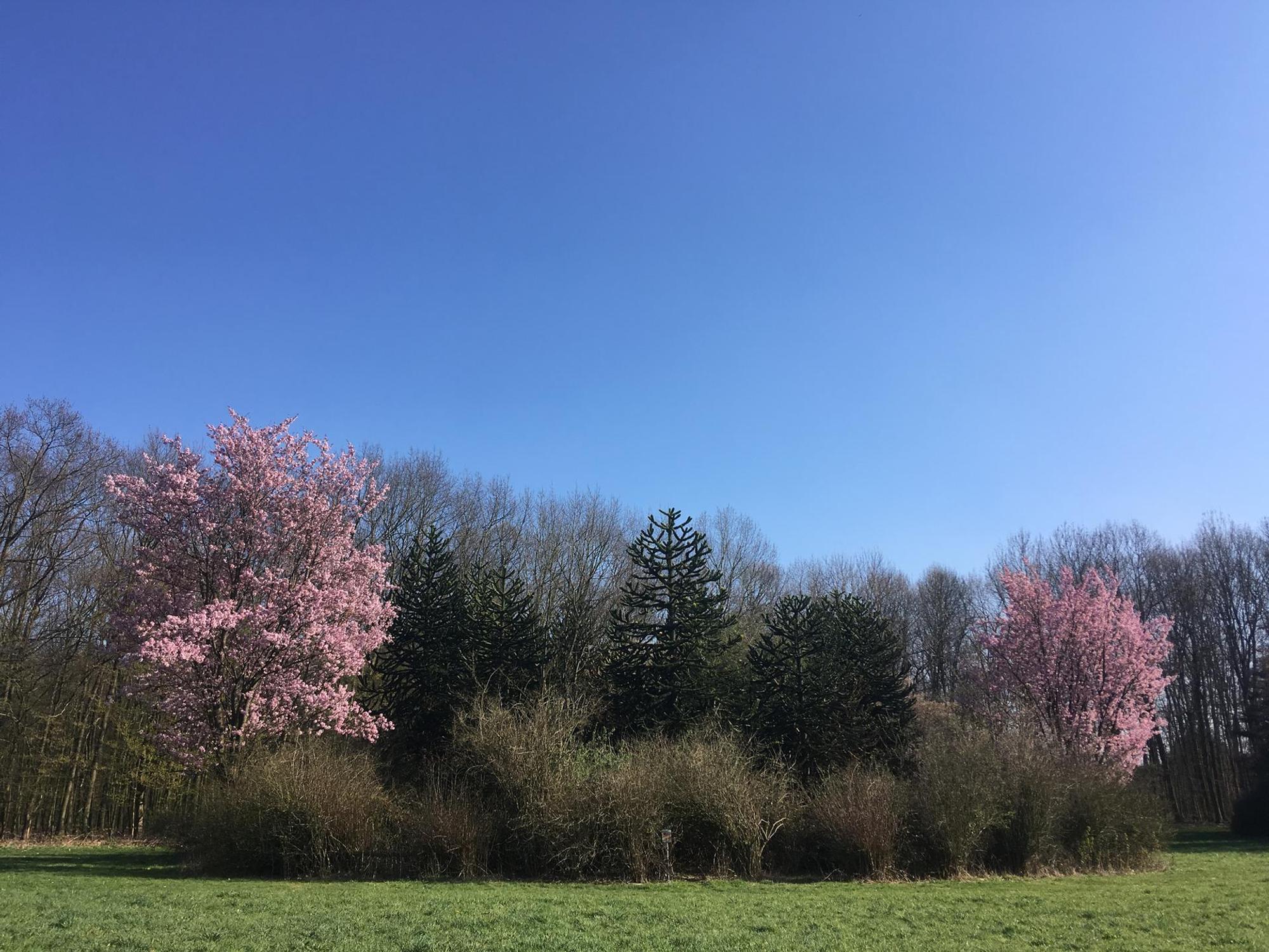 forstbotanischer garten im Frühling