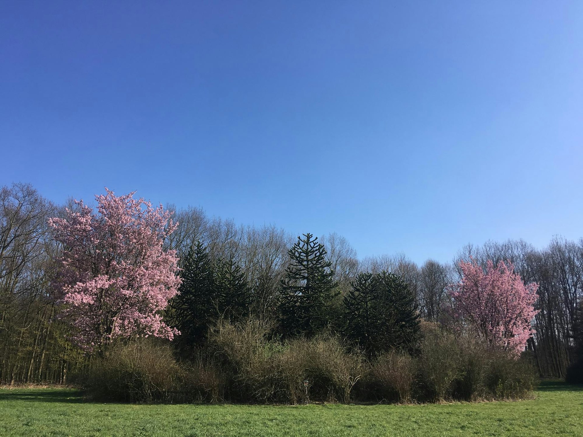 Forstbotanischer Garten in Köln im Frühling