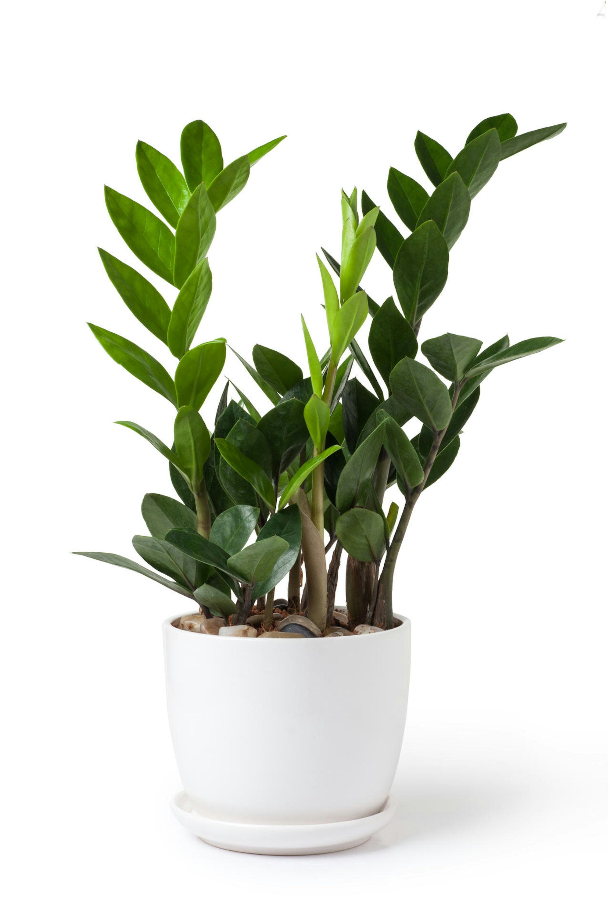 zamioculcas-Thinkstock koosen