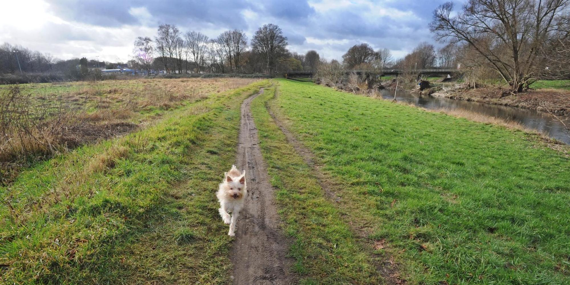 LE_Hunde_Freilauf (1)