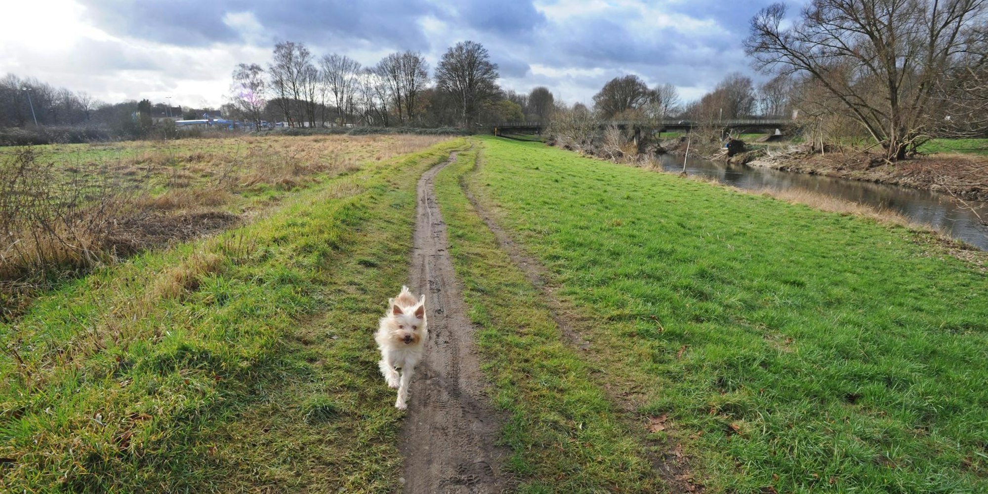 LE_Hunde_Freilauf (1)