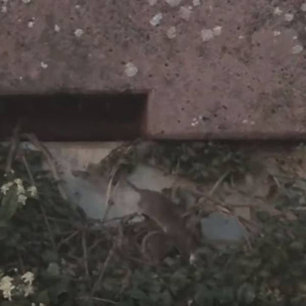 Ratten Bild