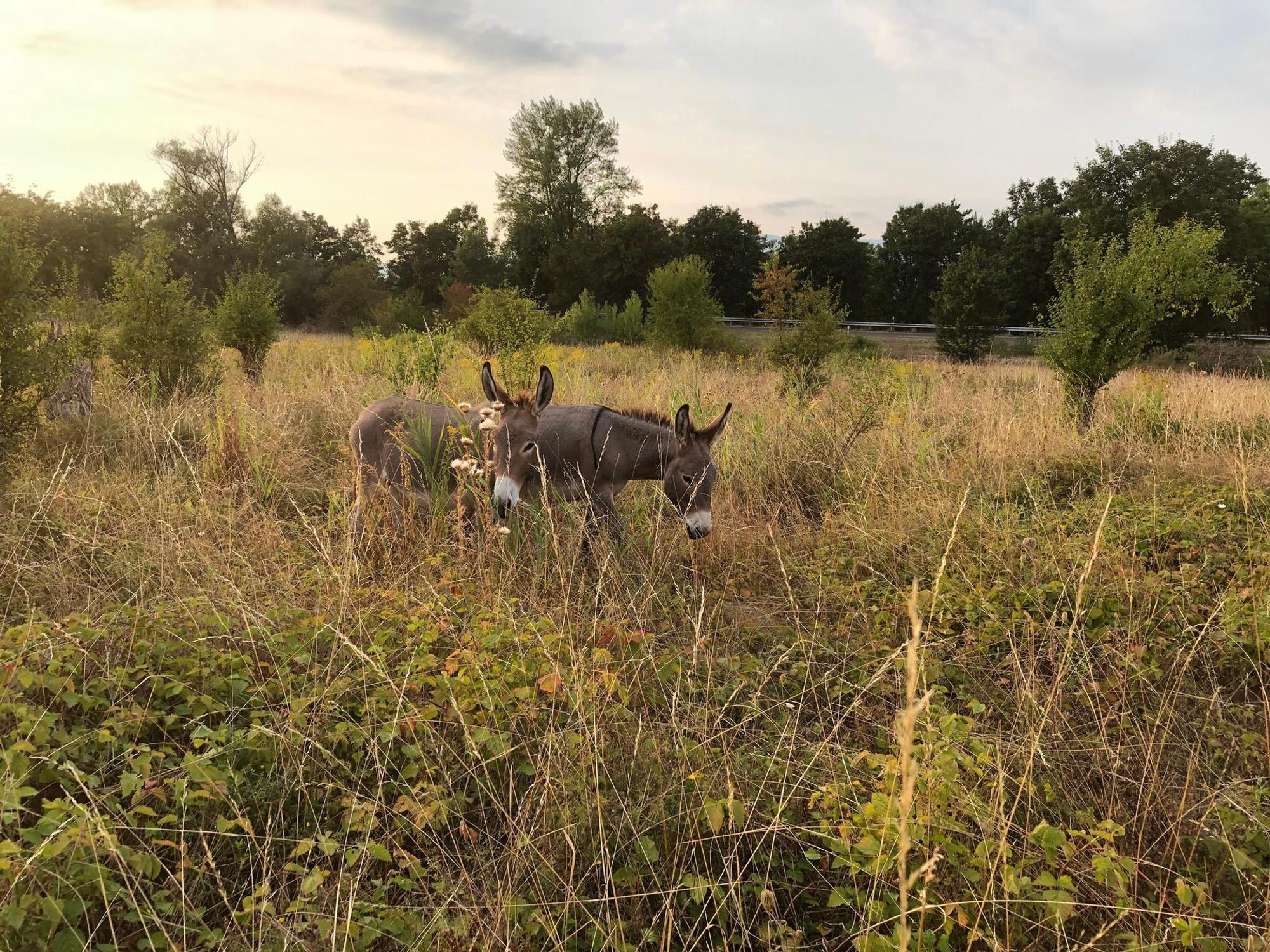 Zwei Esel am Feld