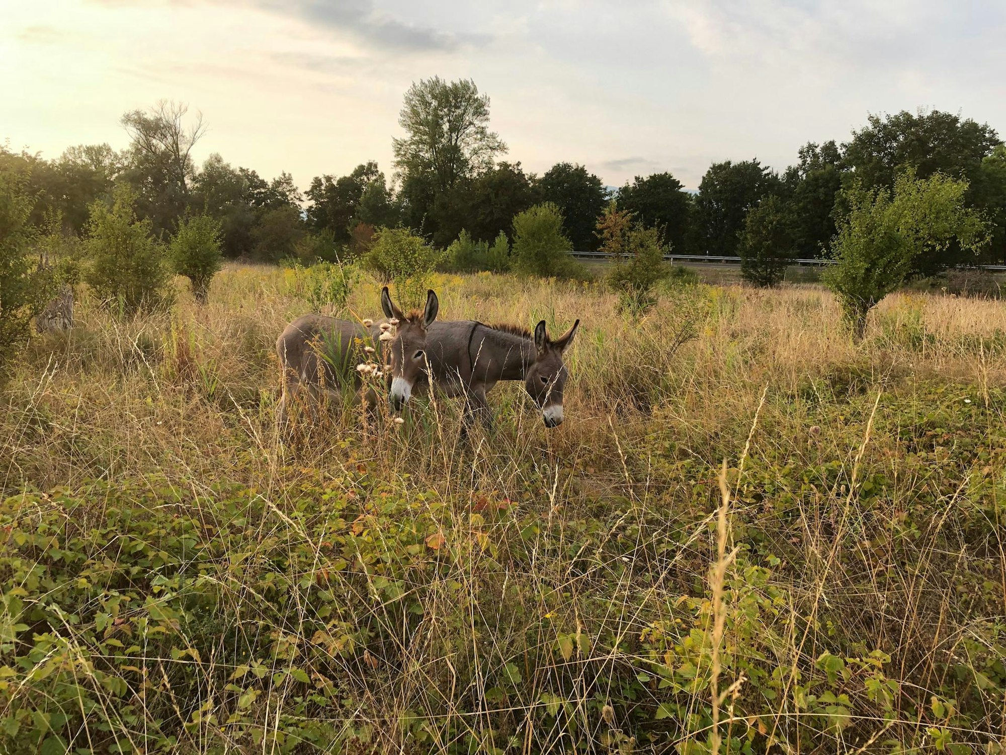 Zwei Esel am Feld