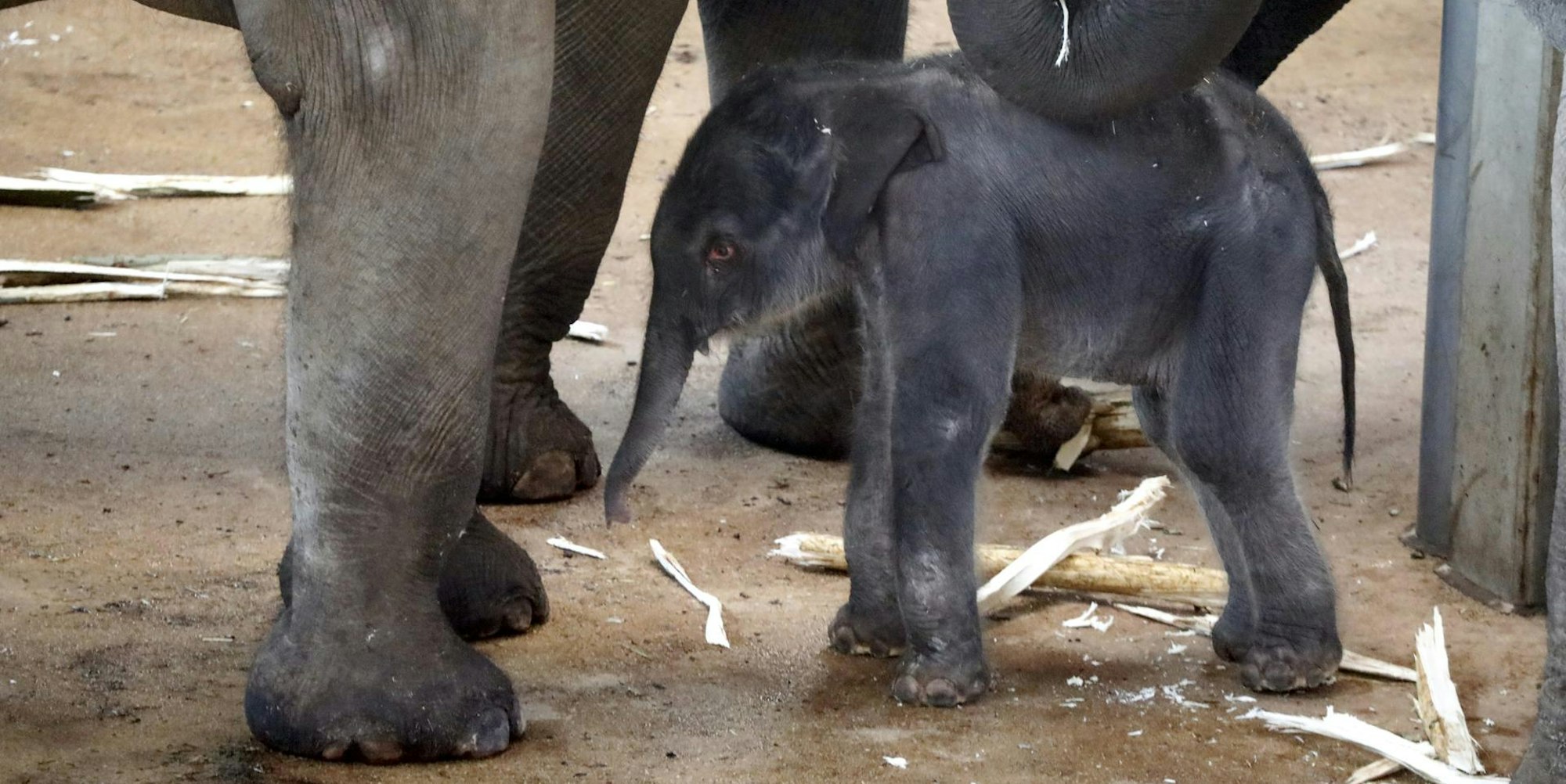 kra_elefantnachwuchs006