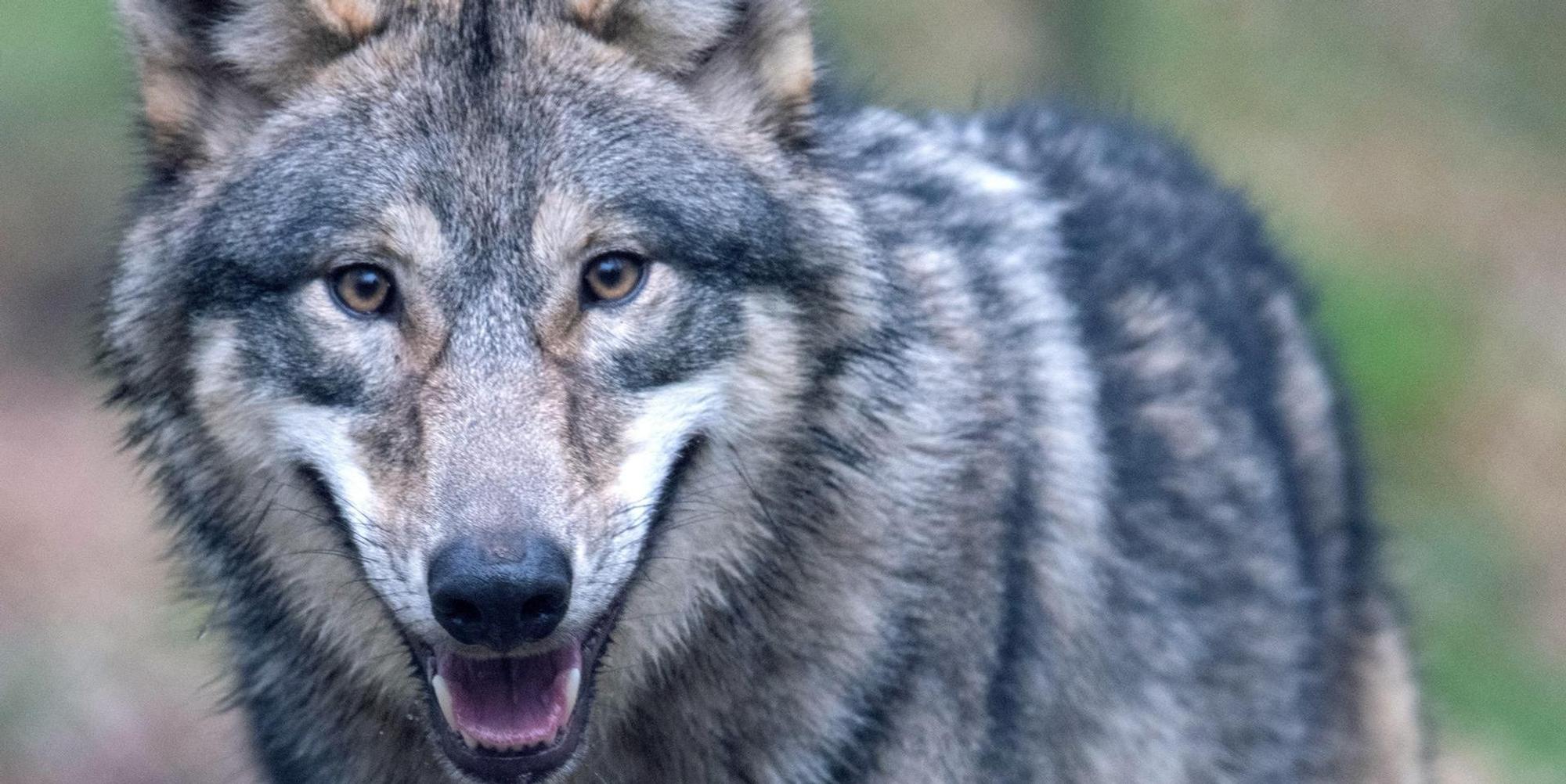 Wolf_Westerwald