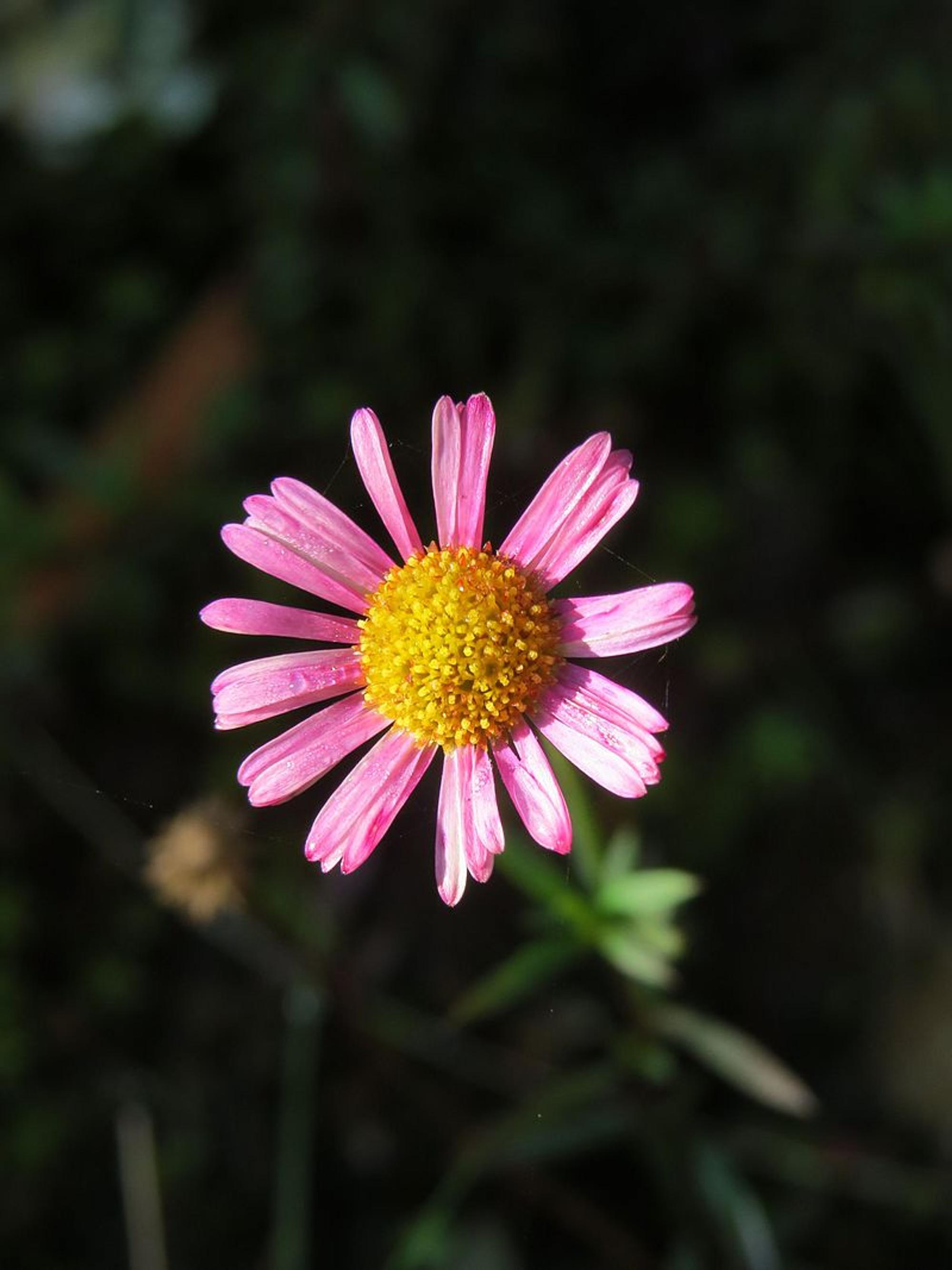 spanisches Gänseblümchen