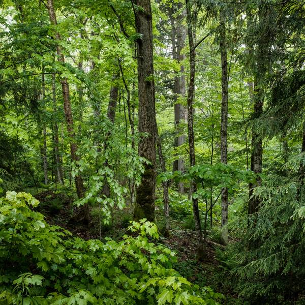 Wald