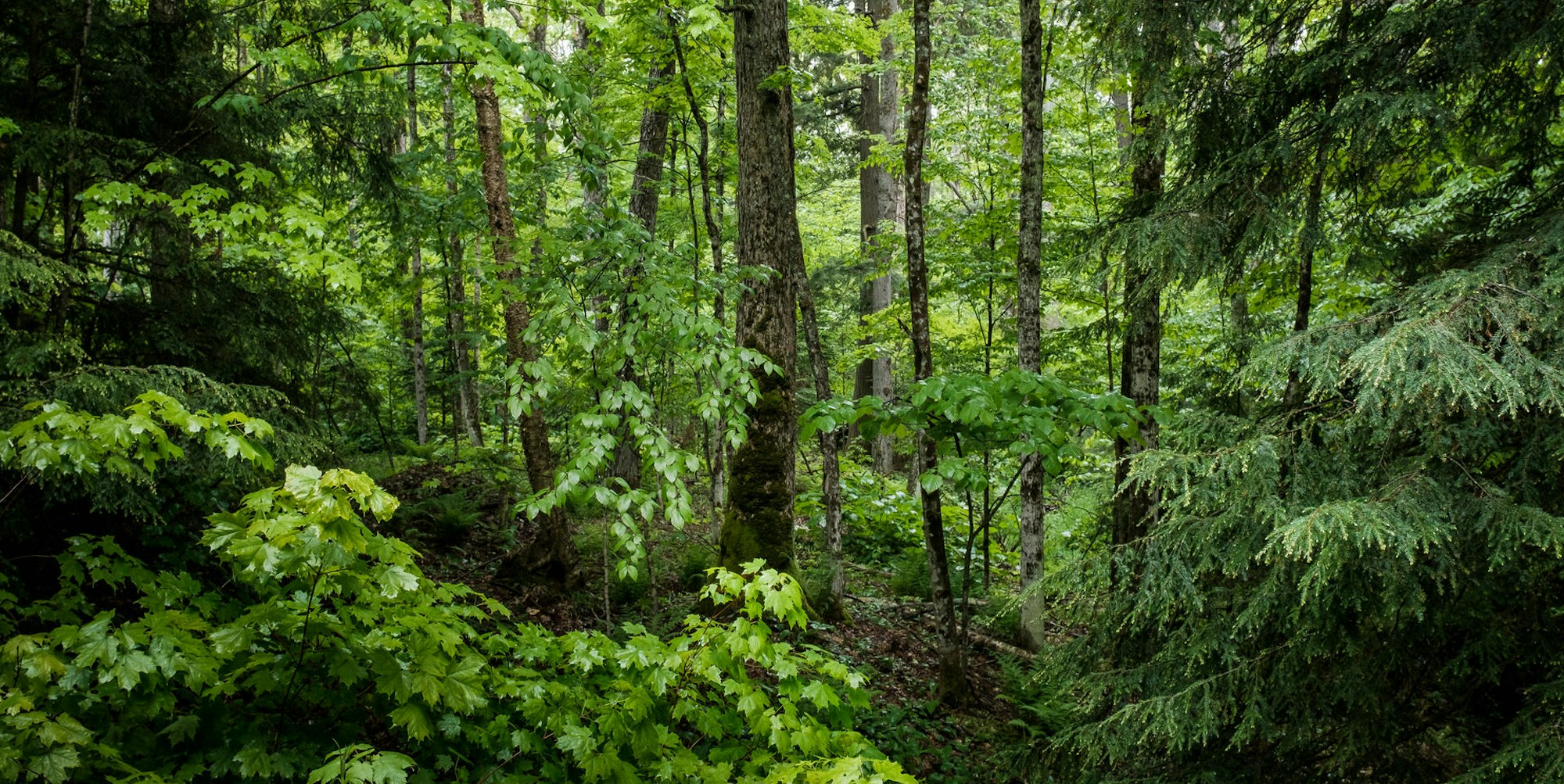 Wald