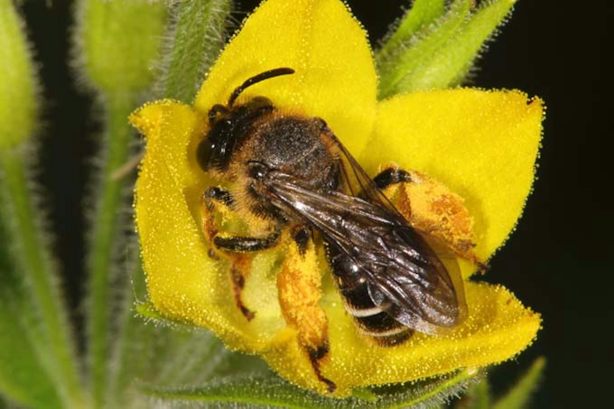 auen-schenkelbiene_gilbweiderich_foto_volker-mauss_br_680x453