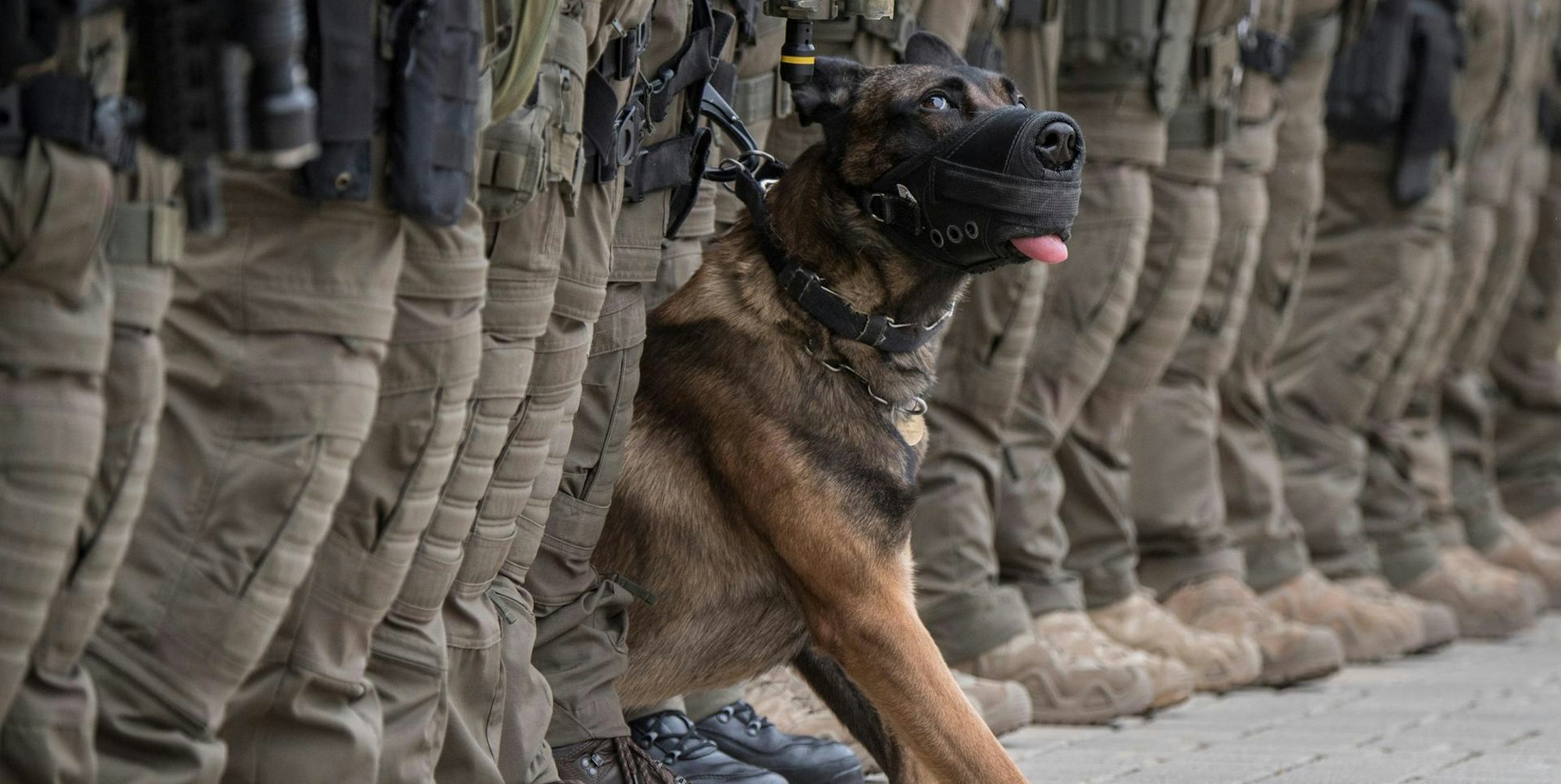 Polizeihund Symbol DPA 141119