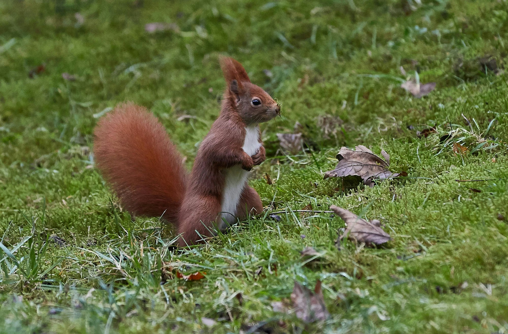 Eichhörnchen