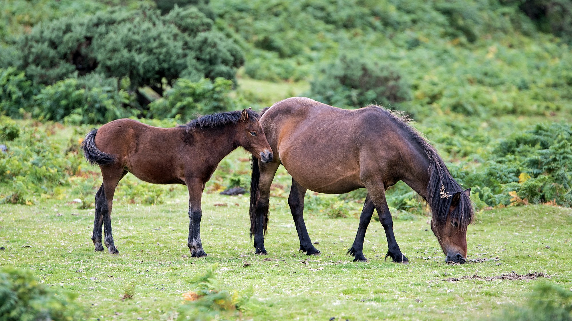 Bauernhof Pferde 759947_original_R_K_by_Michael Rittmeier_pixelio.de