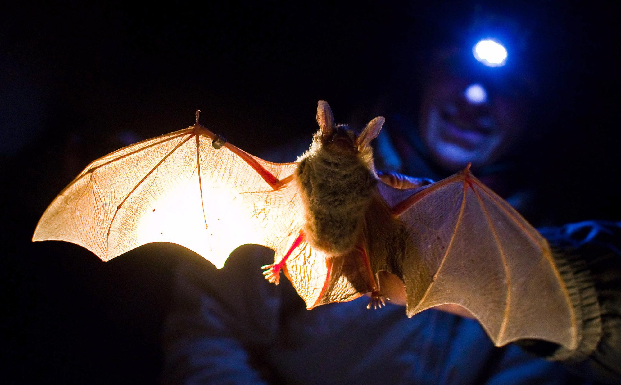 fledermaus
