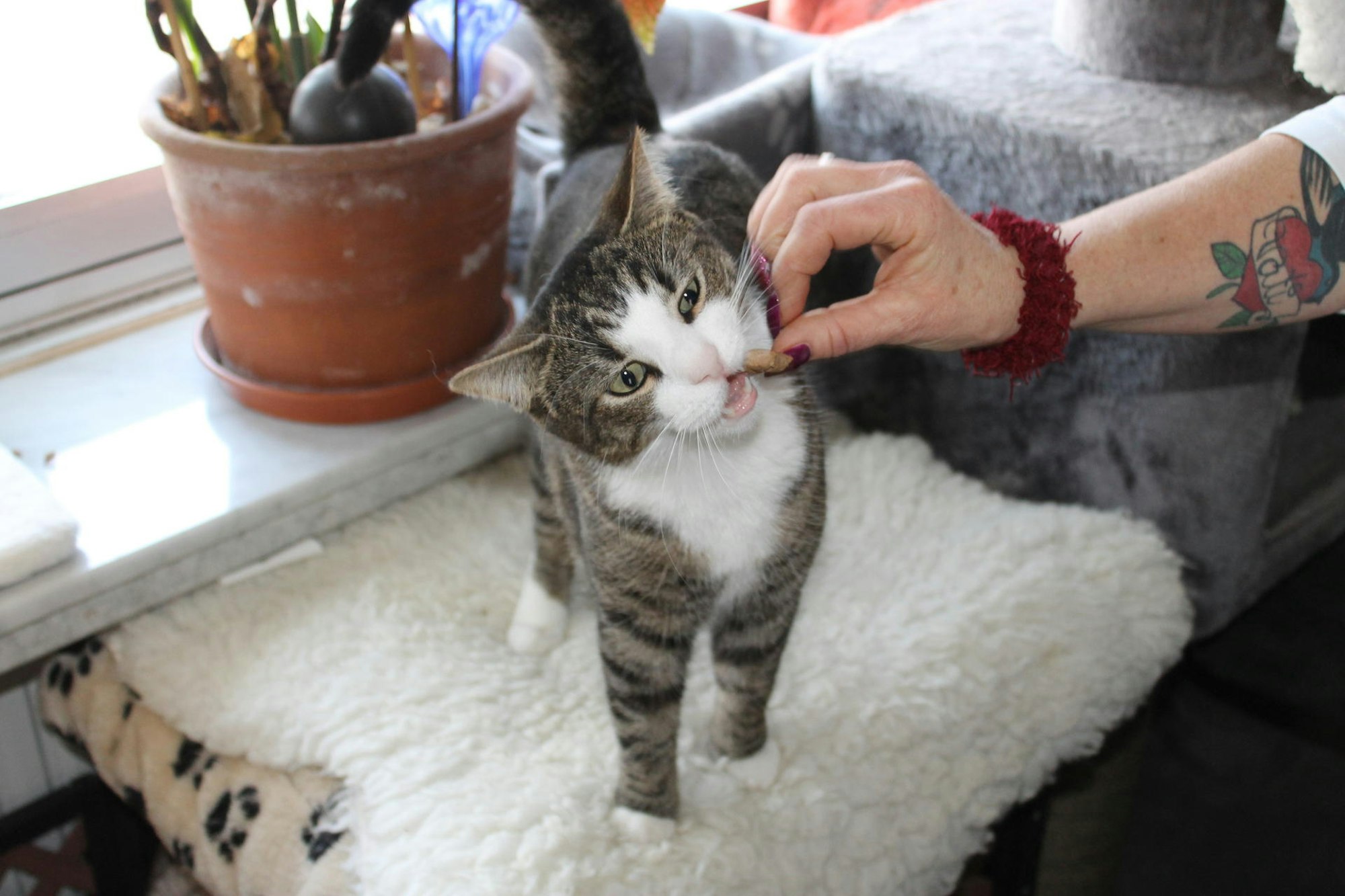 Kater Bilbo