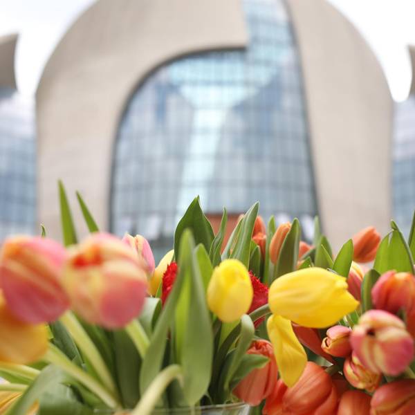 Tulpen-Festival