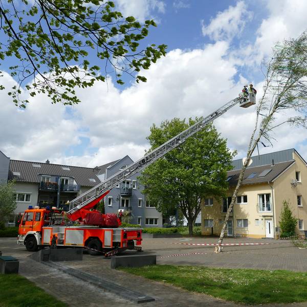 Maibaum Spich 1