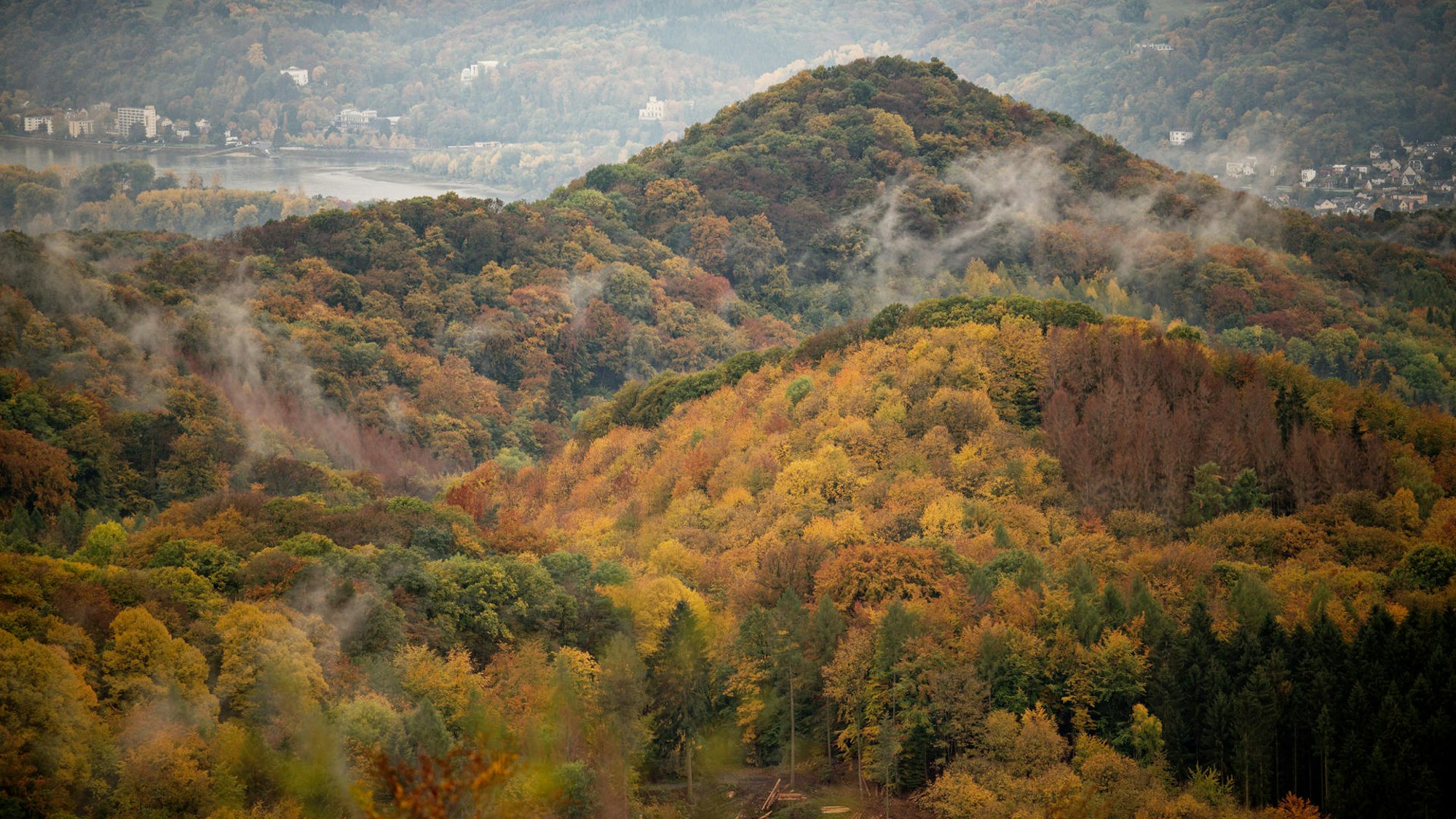 Der Wald im Siebengebirge, hinten ist der Rhein zu sehen.