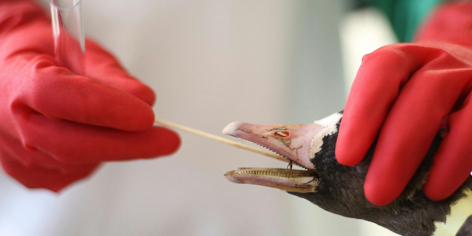 Vogelgrippe