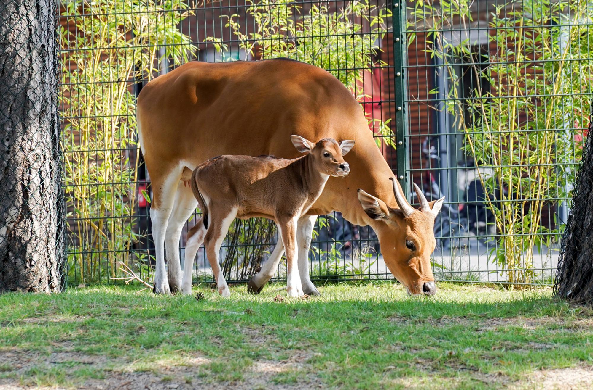 Banteng-Bulle „Pambajeng“-7302283